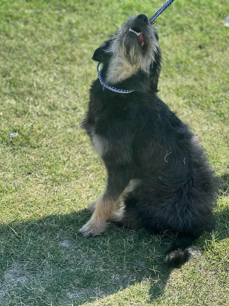 An adult medium-sized female Black Terrier dog named Britney for adoption in Fort Collins, CO