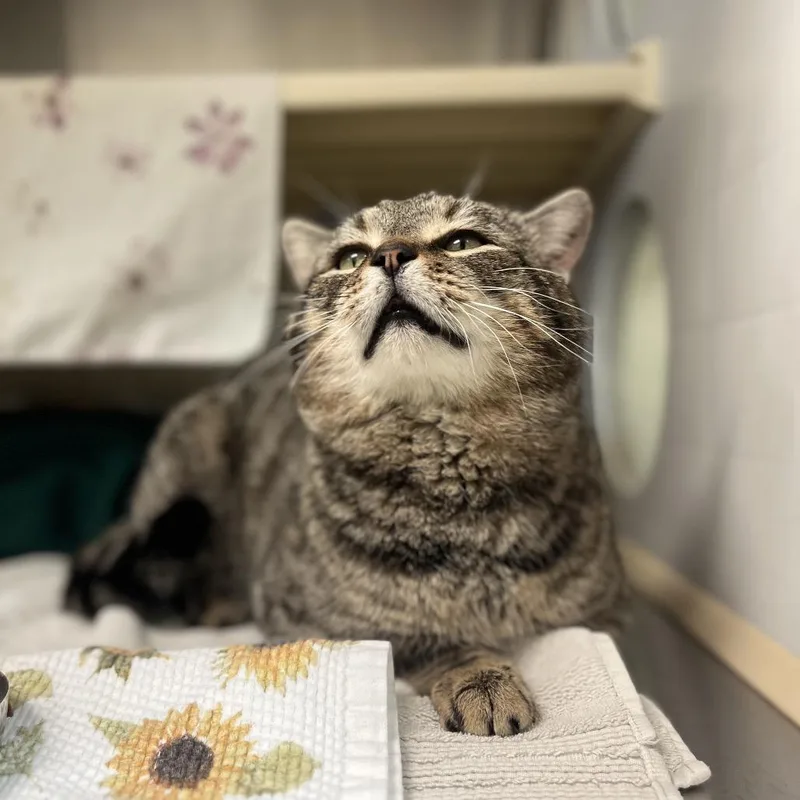 An adult large-sized male Brown / Chocolate Domestic Short Hair cat named Poncho for adoption in Lynchburg, VA