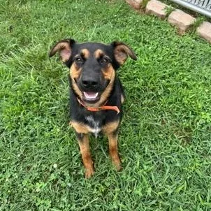 A young medium-sized female Shepherd dog named Sheba for adoption in Martinsville, VA