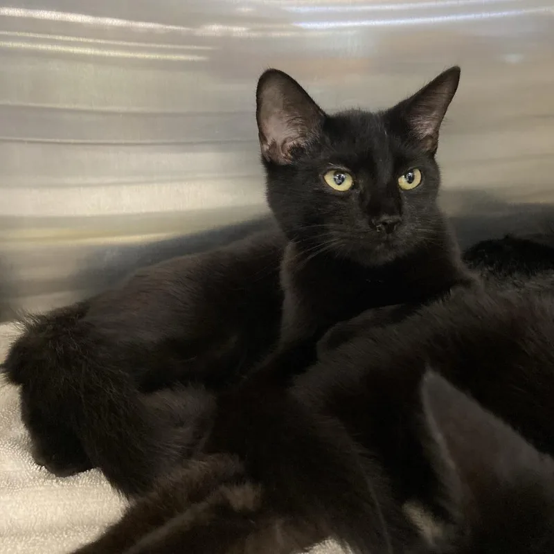 A young medium-sized male Domestic Short Hair cat named Pitbull for adoption in Washington Township, OH