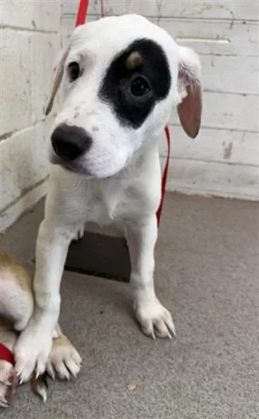 A baby small-sized female German Shepherd Dog dog named Zuma for adoption in San Bernardino, CA