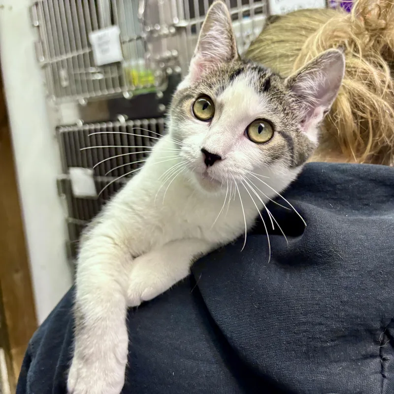 A baby medium-sized female White Domestic Short Hair cat named Elsa for adoption in Beacon, NY