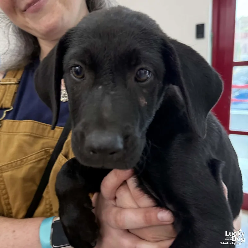 A baby medium-sized male Labrador Retriever dog named Derek for adoption in Washington, DC
