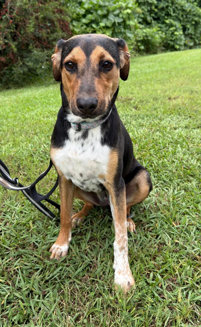 A young medium-sized female Beagle dog named Ruby for adoption in Attalla, AL