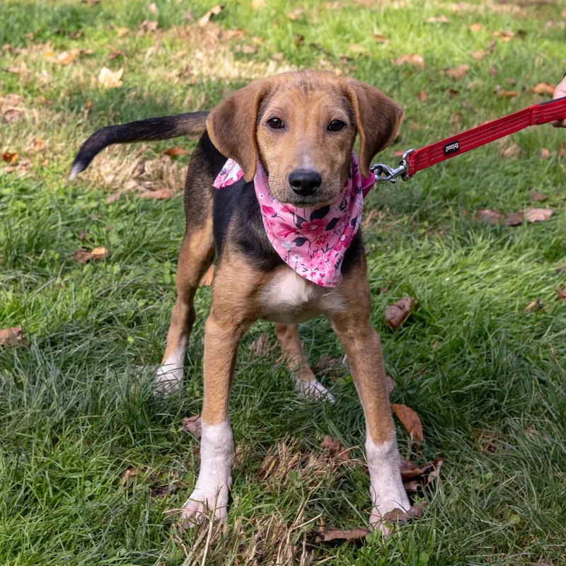 A young medium-sized female Tricolor (Brown, Black, & White) Shepherd dog named DaisyAvail for adoption in West Grove, PA