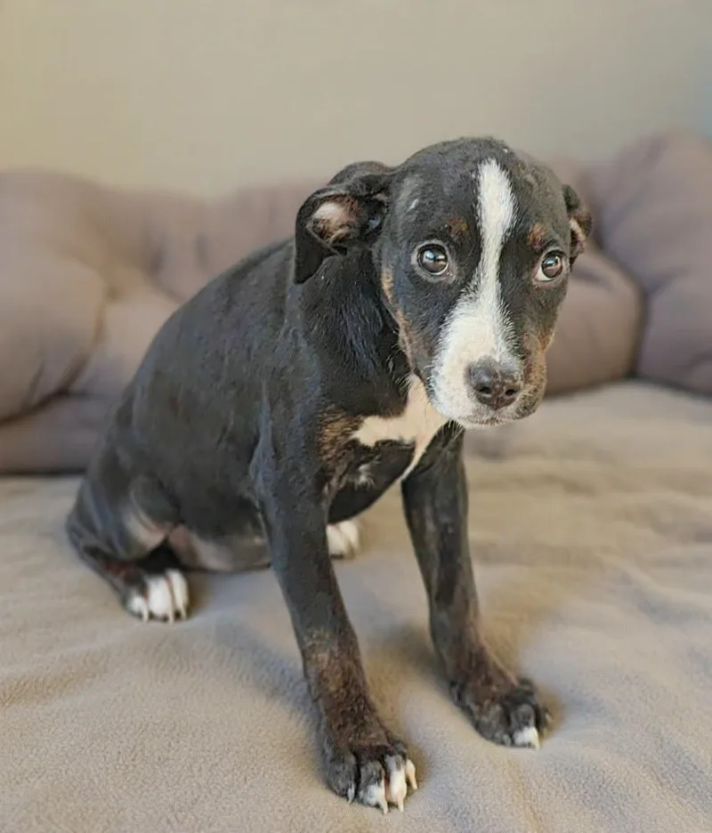 A baby medium-sized female Terrier dog named Holly for adoption in Talladega, AL