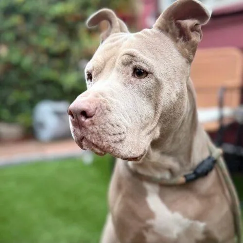 An adult large-sized female Pit Bull Terrier dog named Mama for adoption in San Juan Capistrano, CA