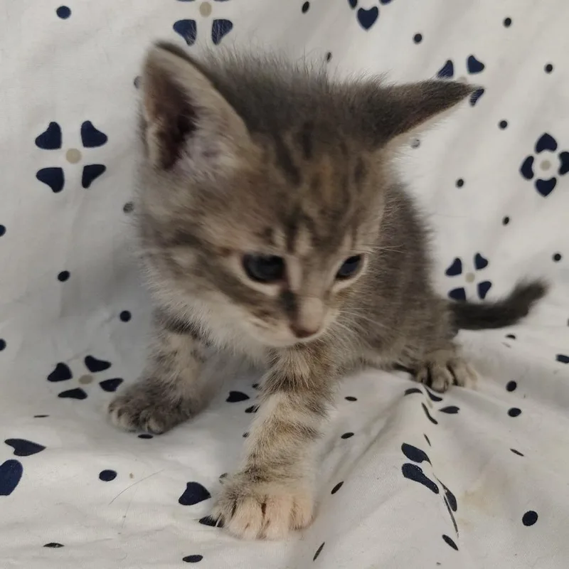 A baby small-sized female Calico Domestic Short Hair cat named Sahara for adoption in Coos Bay, OR