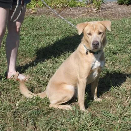 A young medium-sized male Mixed Breed dog named Chuck+ for adoption in Elk Grove Village, IL