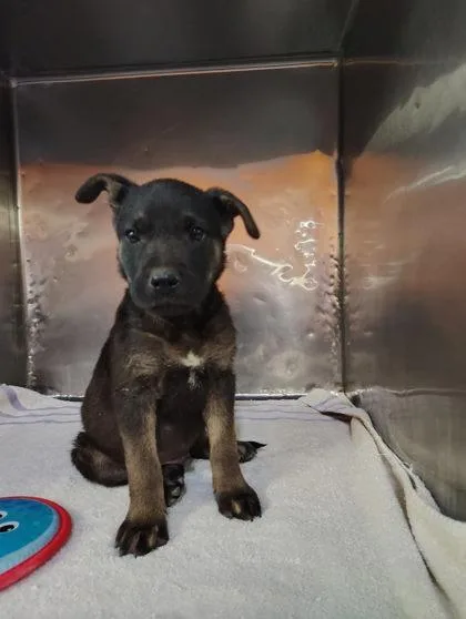 A baby small-sized male Black Mixed Breed dog named 60817255 for adoption in El Paso, TX