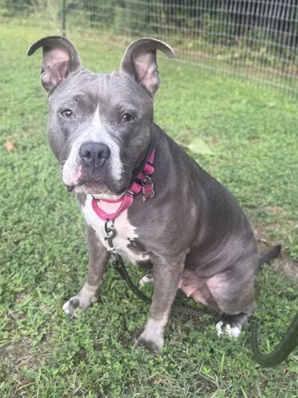 An adult large-sized female Pit Bull Terrier dog named Hashbrown for adoption in King William, VA