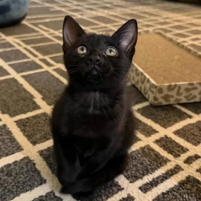 A baby small-sized female Black Domestic Short Hair cat named Pamina for adoption in Weehawken, NJ
