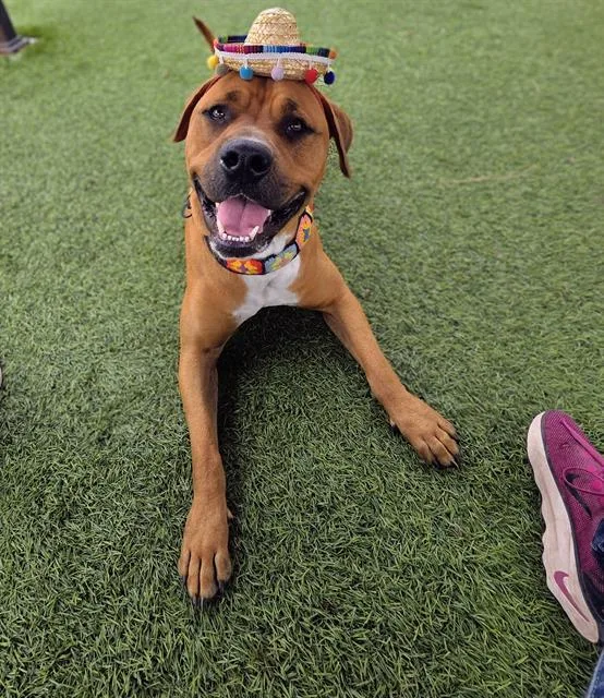 An adult medium-sized male Staffordshire Bull Terrier dog named Midas for adoption in Downey, CA