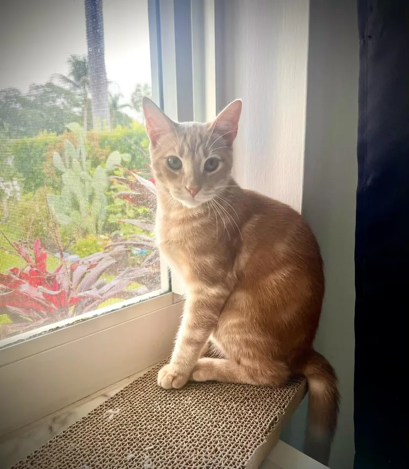 Enzo & Nico Bonded thumbnail 2