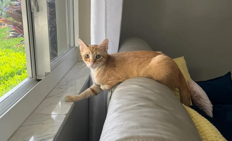 Enzo & Nico Bonded thumbnail 3