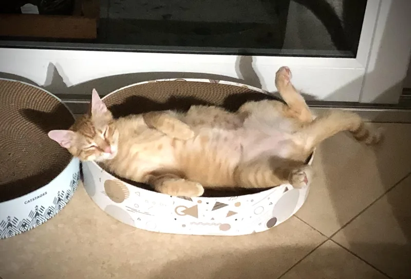 Enzo & Nico Bonded thumbnail 4