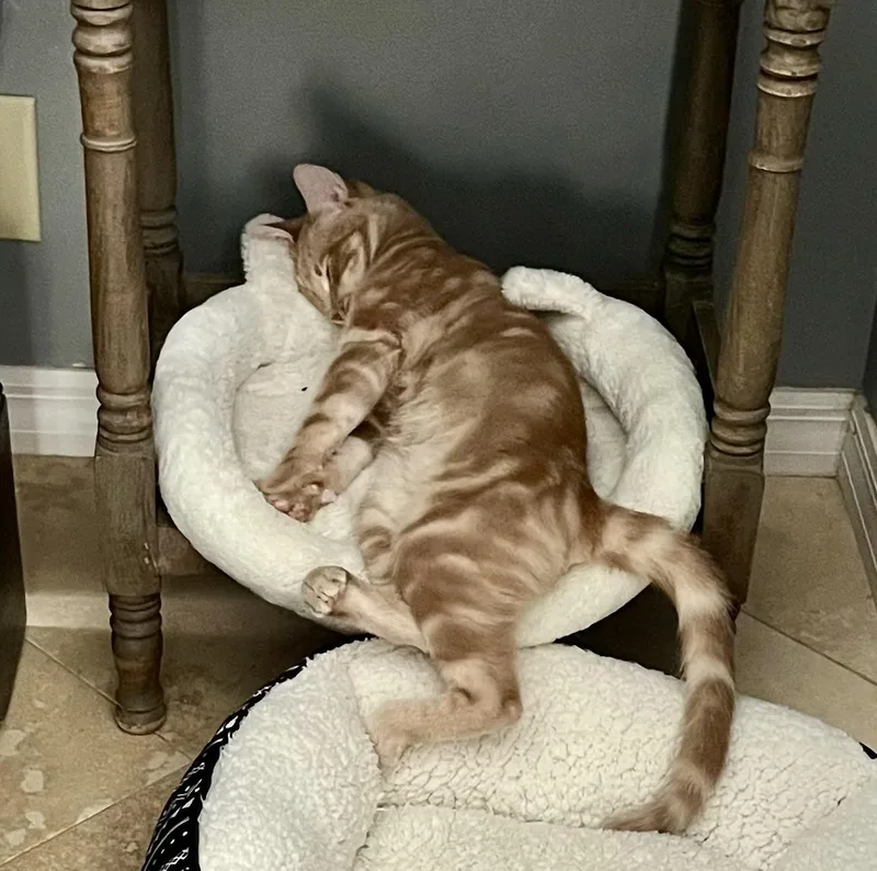 Enzo & Nico Bonded thumbnail 5