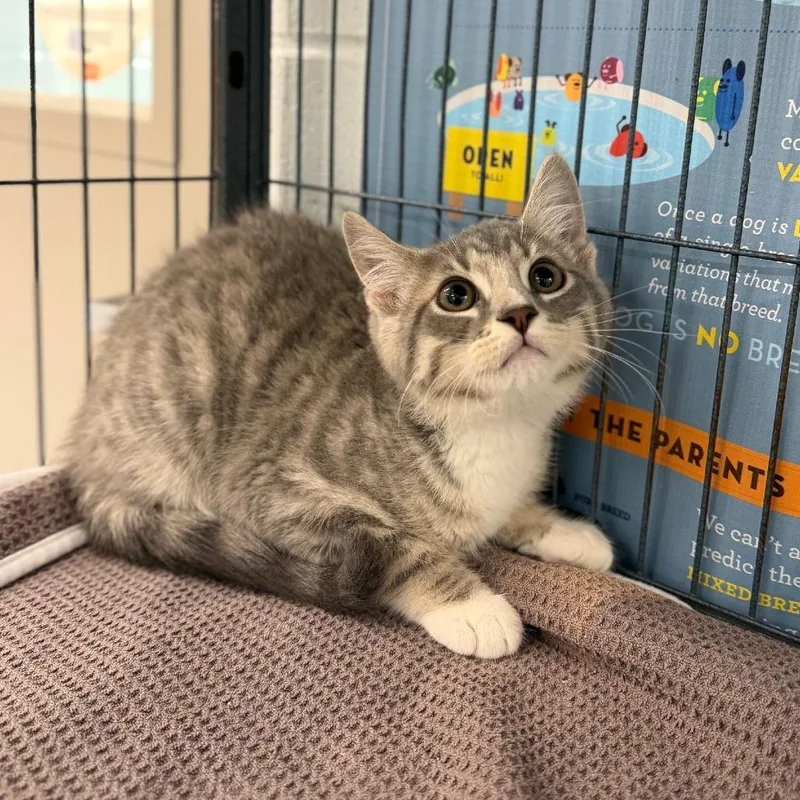 A baby small-sized male Gray / Blue / Silver Domestic Short Hair cat named Cupcake for adoption in Marshall, VA