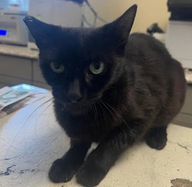 A young small-sized female Domestic Short Hair cat named Sapphire for adoption in Lodi, CA