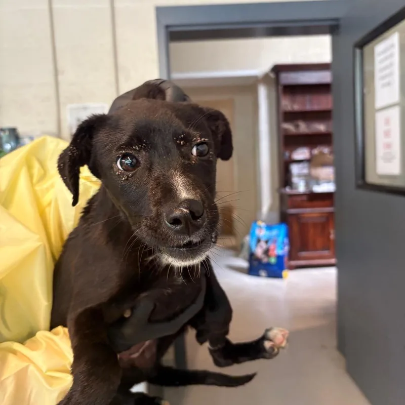 A baby small-sized female Black Mixed Breed dog named Elsa for adoption in Huntington, WV