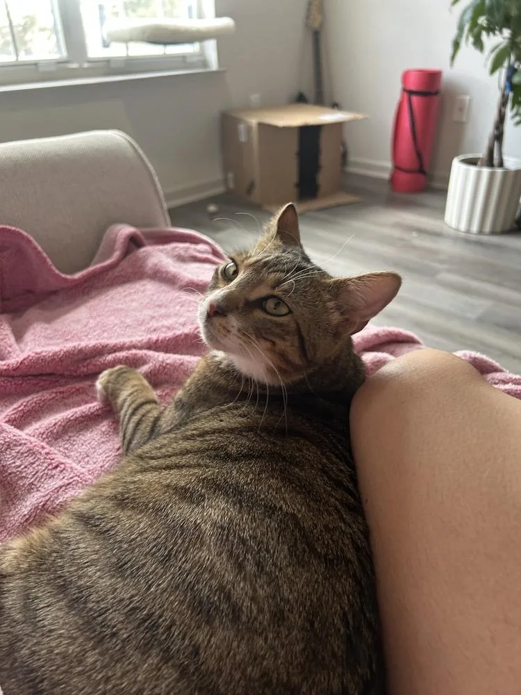 Chuckles thumbnail 2