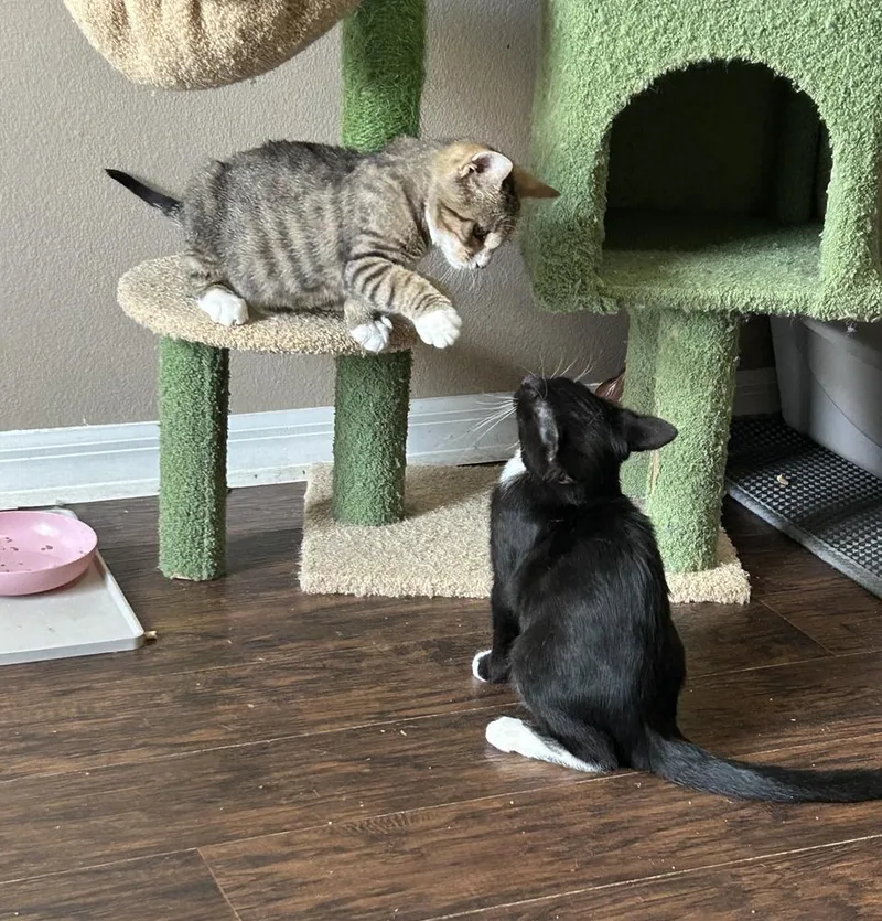 Chuckles thumbnail 3