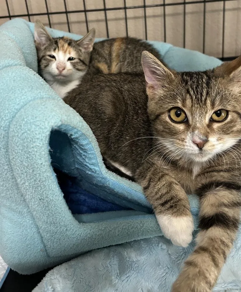 Chuckles thumbnail 4