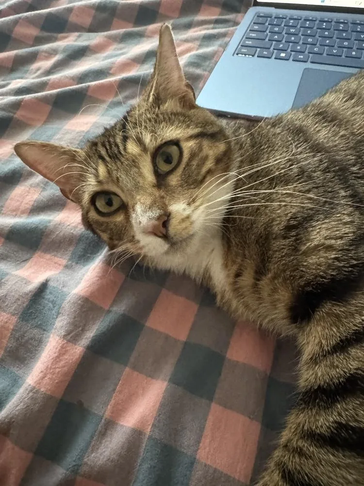 Chuckles thumbnail 5