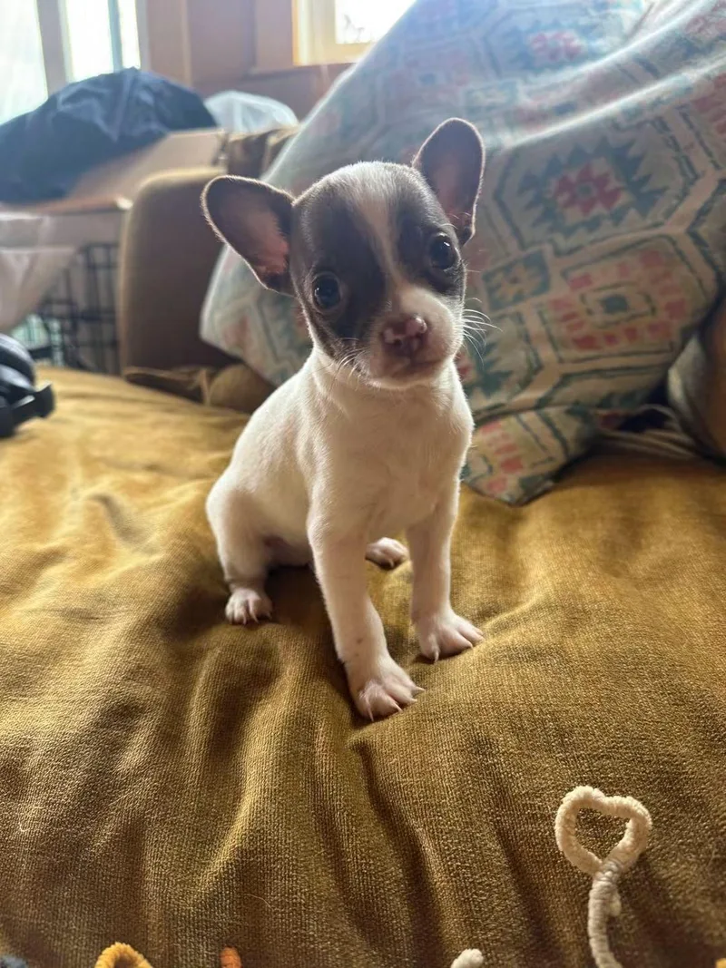 A baby small-sized male Chihuahua dog named Linus for adoption in Oakland, CA