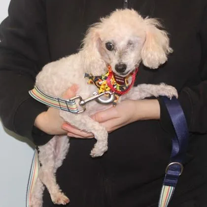 A senior small-sized female Poodle dog named Kemari for adoption in Elk Grove Village, IL