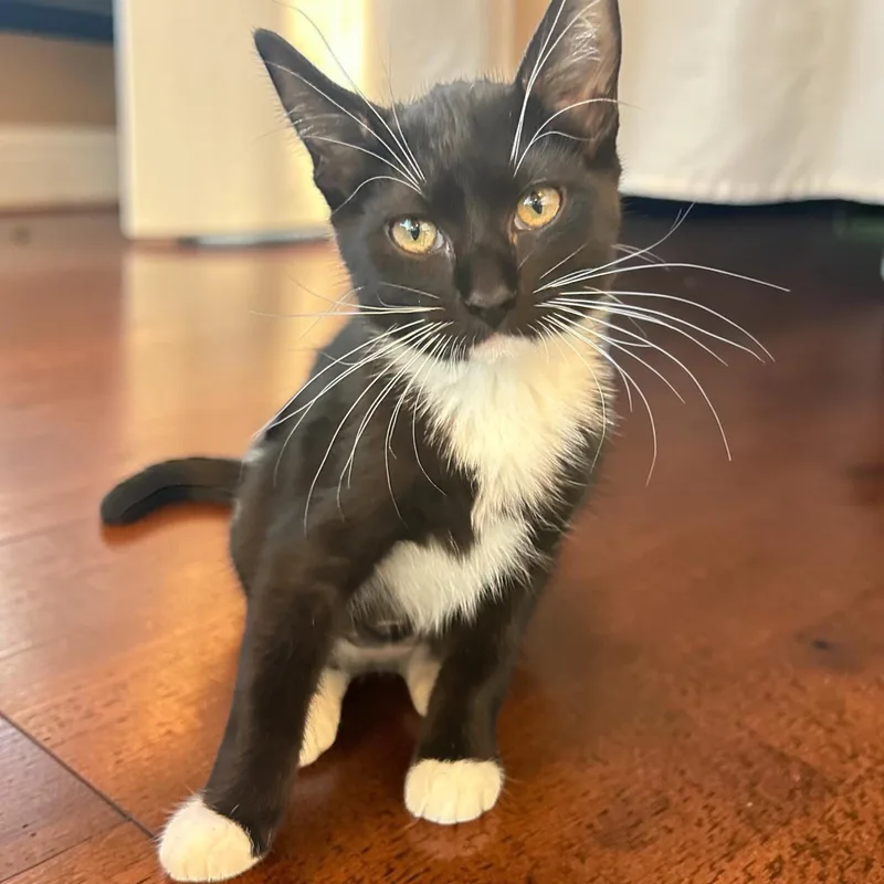A baby small-sized female Black & White / Tuxedo Domestic Short Hair cat named Little Bootsy for adoption in Tulsa, OK