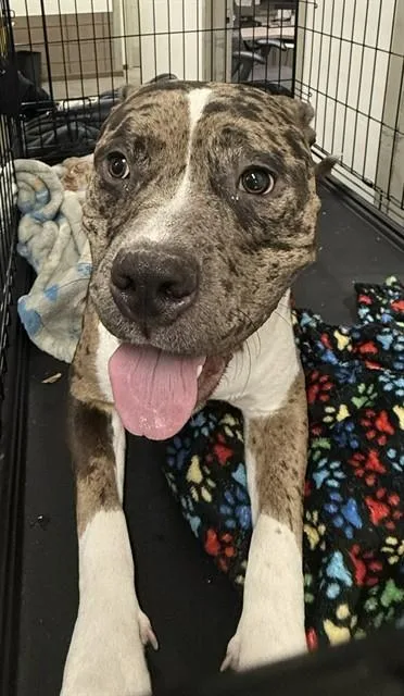 A young large-sized male American Staffordshire Terrier dog named Angus for adoption in Tucson, AZ