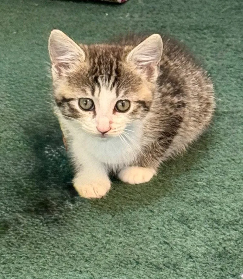 A baby medium-sized male Tabby cat named Gordita for adoption in Buford, GA