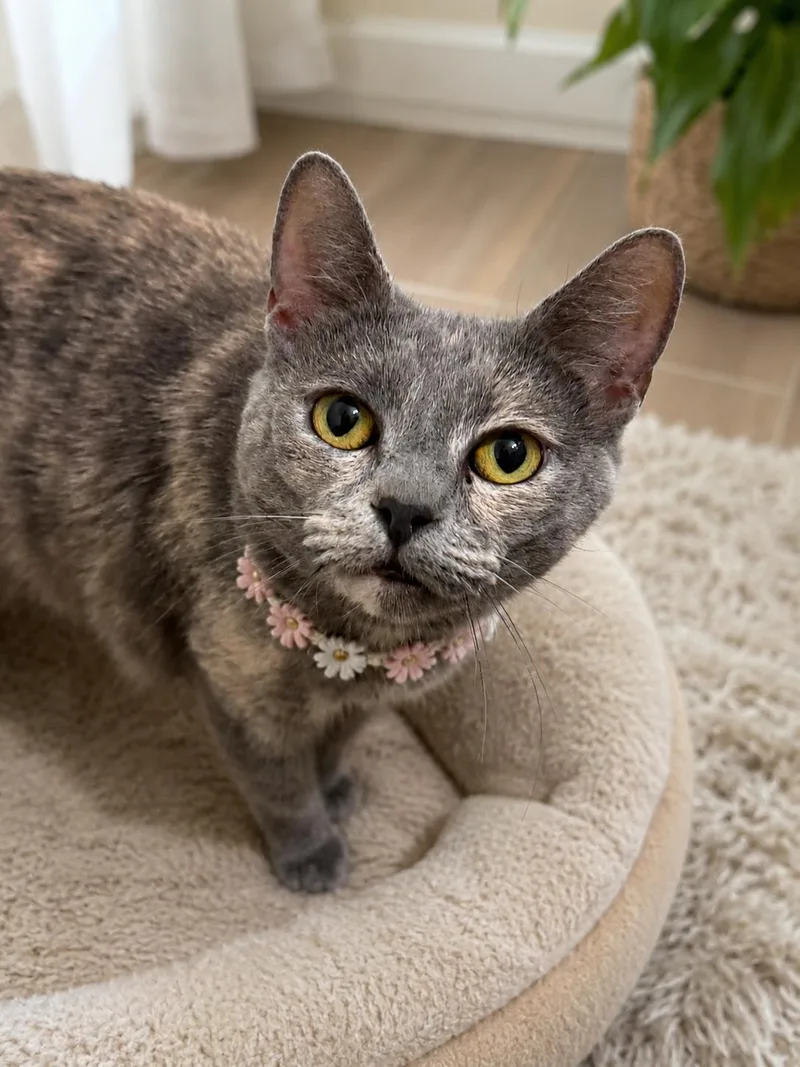 An adult medium-sized female Dilute Tortoiseshell Domestic Short Hair cat named Sprinkles for adoption in Phoenix, AZ