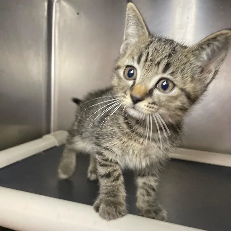 A baby medium-sized male Domestic Short Hair cat named Bam Bam for adoption in Roanoke, VA