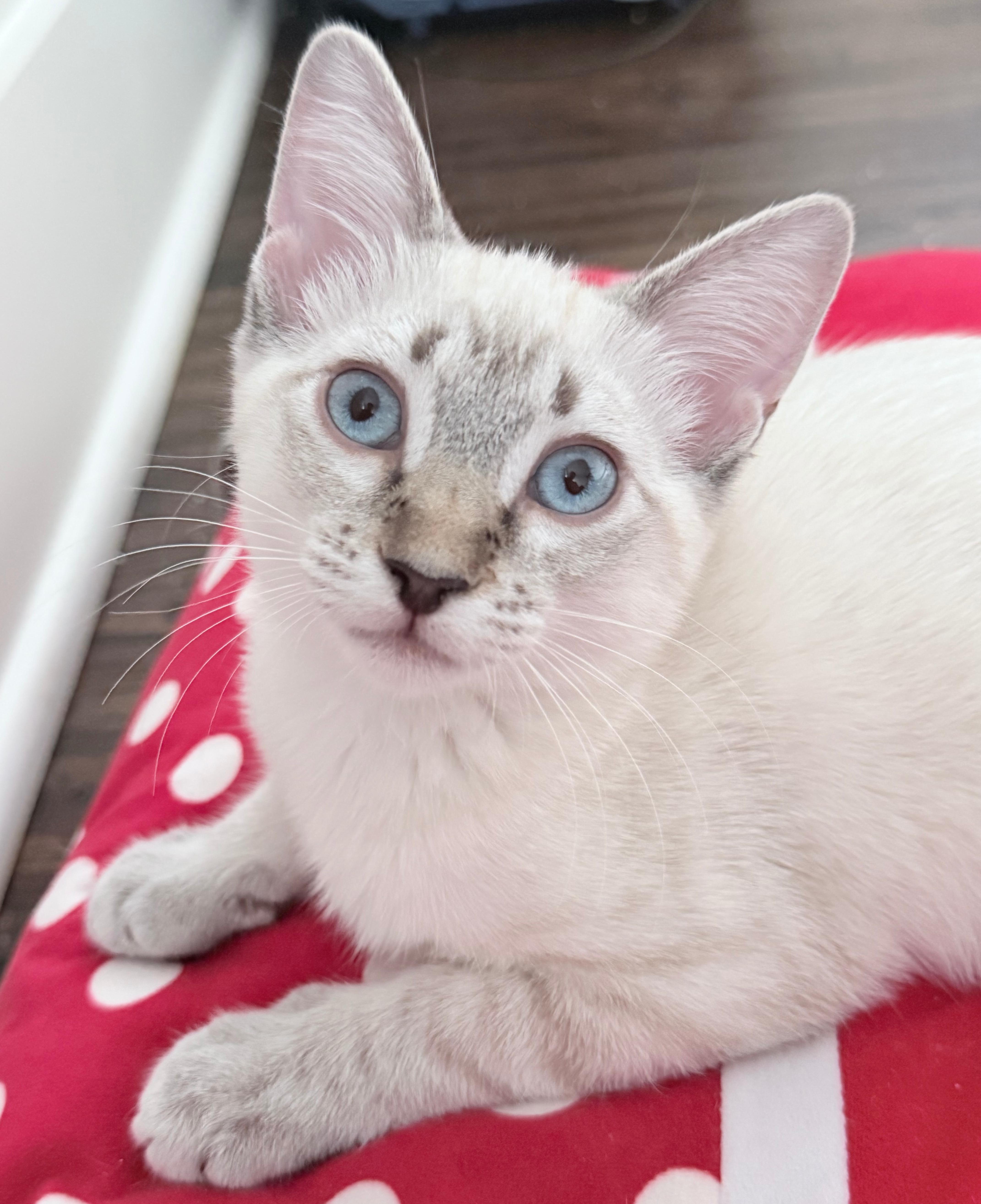 A baby medium-sized female Seal Point Siamese cat named Creamsicle for adoption in Fort Worth, TX