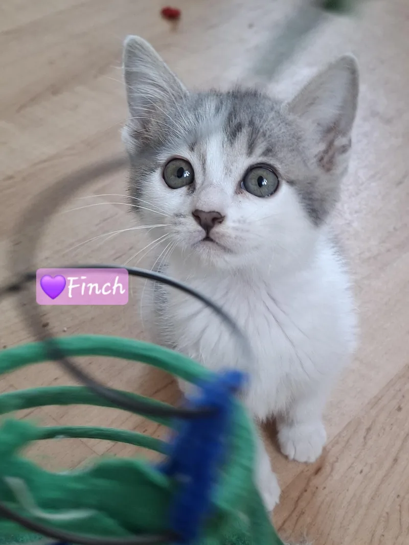 A baby small-sized female Gray / Blue / Silver Maine Coon cat named Finch for adoption in Yorba Linda, CA