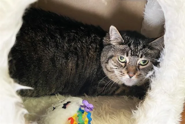 An adult medium-sized female Domestic Short Hair cat named Pookie for adoption in Fort Lauderdale, FL