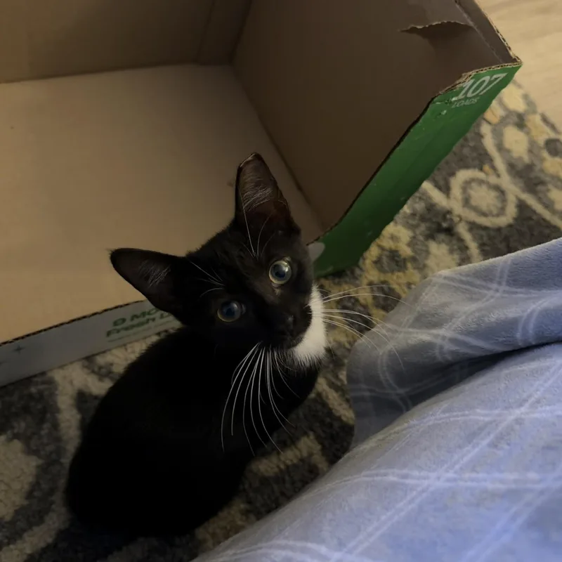 A baby small-sized female Black & White / Tuxedo Tuxedo cat named Georgina for adoption in North Myrtle Beach, SC