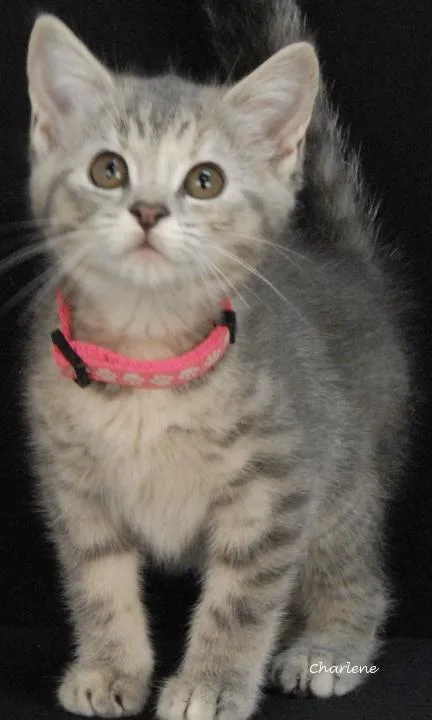 A baby medium-sized female Tabby (Gray / Blue / Silver) Domestic Short Hair cat named Febreze for adoption in Newland, NC