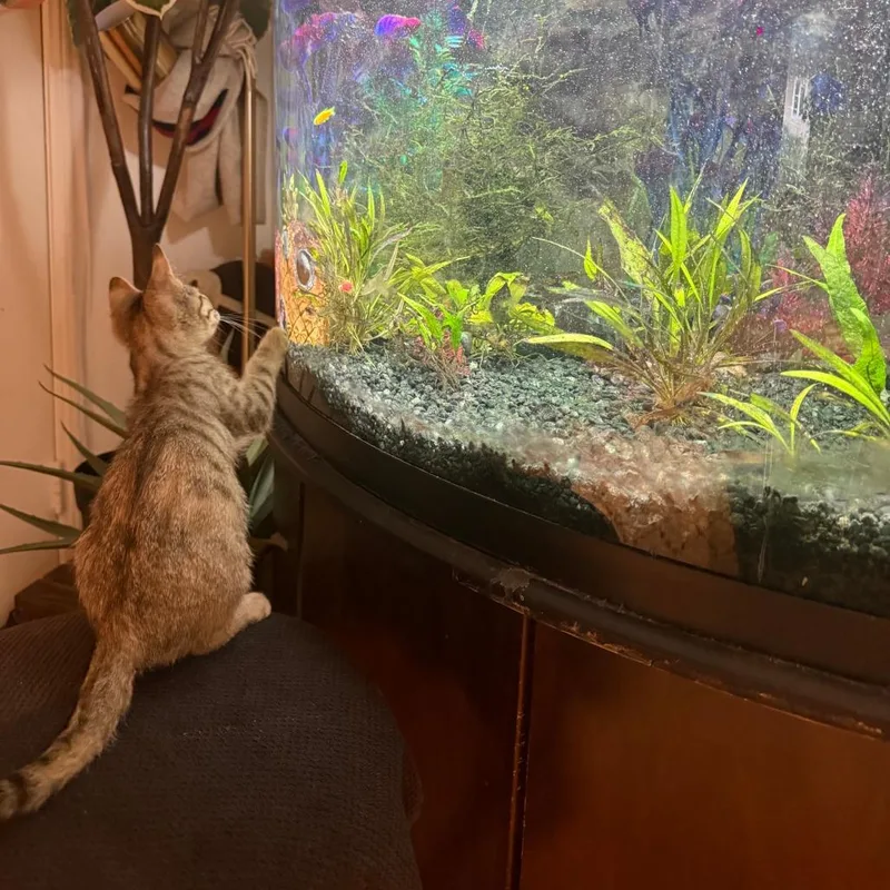 A baby small-sized female Torbie Domestic Short Hair cat named Wrobleski for adoption in Los Angeles, CA
