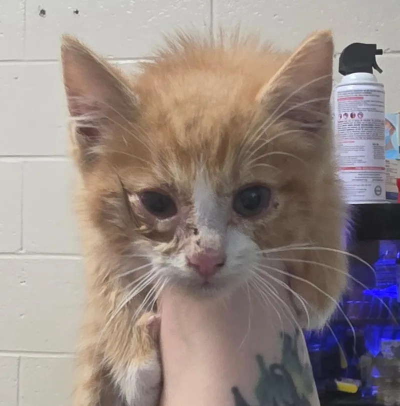 A baby small-sized male Domestic Short Hair cat named Vitamin C Deficiency for adoption in Rome, GA