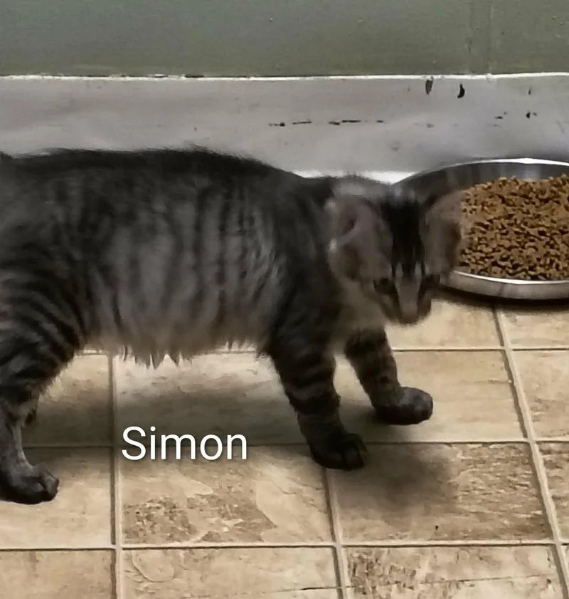 Simon