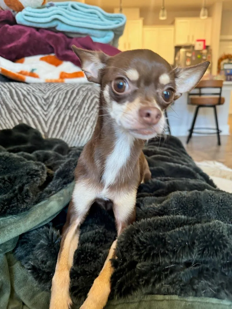 A young small-sized female Chihuahua dog named Josie for adoption in Knoxville, TN