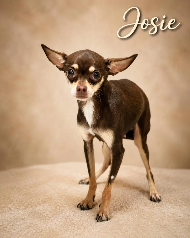 Josie thumbnail 2