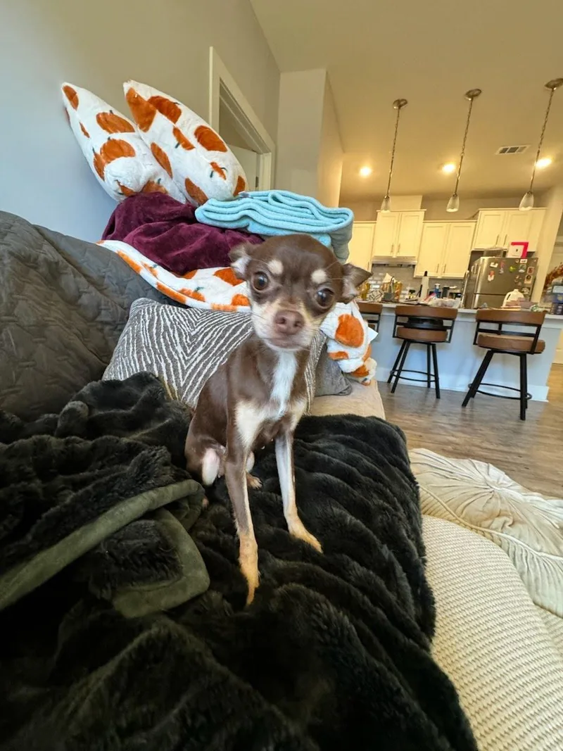 Josie thumbnail 3