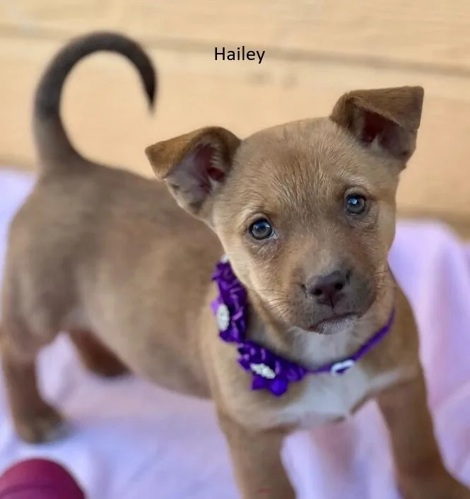 A young small-sized female Yellow / Tan / Blond / Fawn Chihuahua dog named The Honey Bunch for adoption in renton, WA