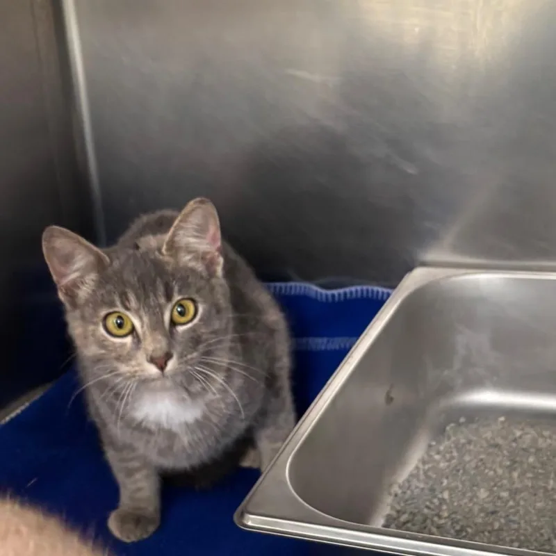 A baby small-sized female Domestic Short Hair cat named Bambi for adoption in Galax, VA