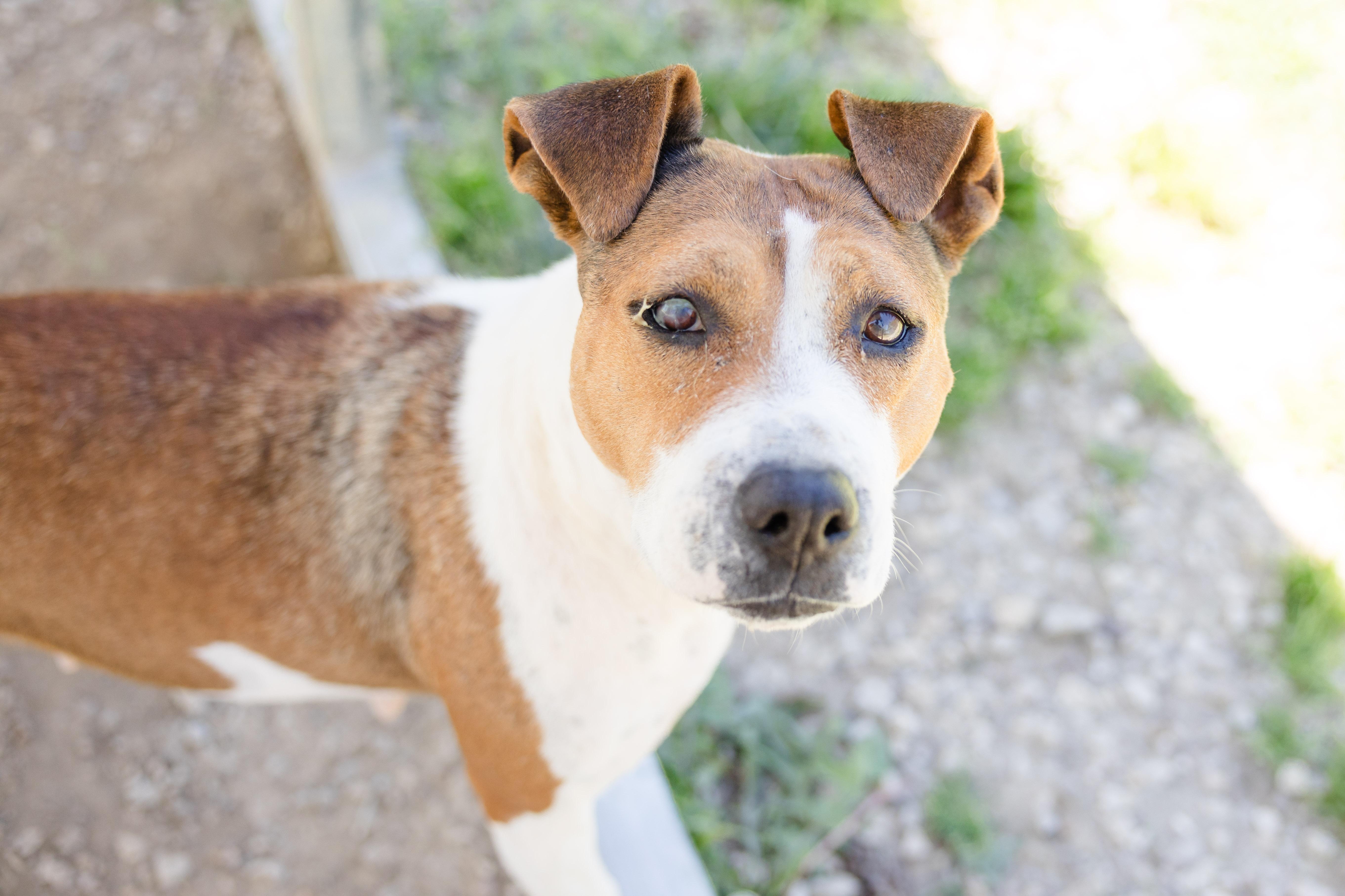 An adult medium-sized female Boxer dog named Nose Marie for adoption in Newburgh, IN
