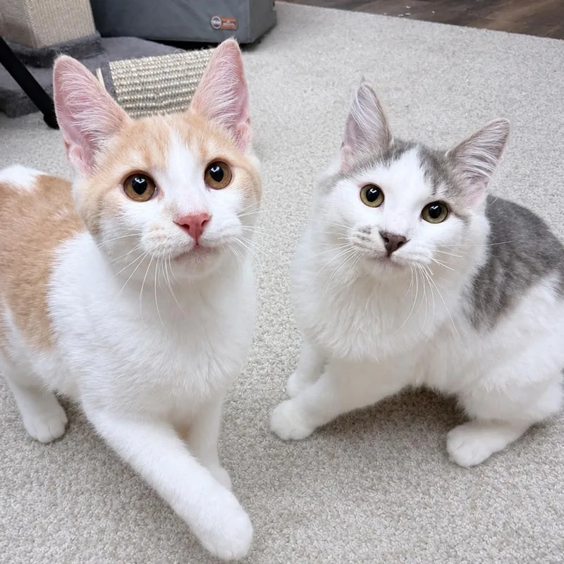A young medium-sized female Orange & White American Shorthair cat named Lyra and Sorli for adoption in Philadelphia, PA